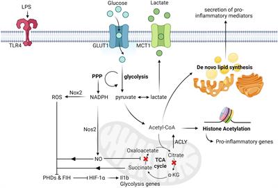 Fructose overconsumption-induced reprogramming of microglia metabolism and function